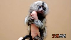 世界上最小的猴子,世界上体型最小的猴子